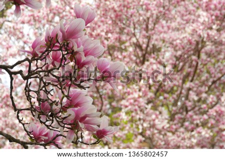 Beautiful pink magnolia flowering tree 