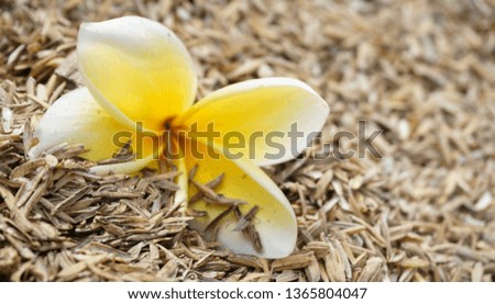 nature yellow flower with background grain