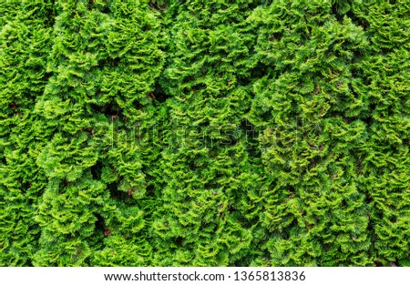 Thuja occidentalis green background, natural texture
