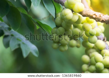 Star gooseberry on the tree Summer fruits with high vitamin C, sour taste and refreshing feeling