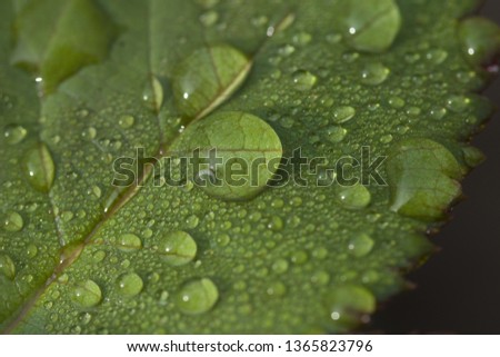 After rain Water Drops on Green leaves in the garden pattern background