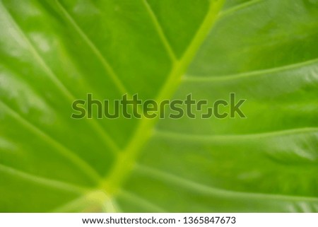 Natural blurred background of tree leaf in bright light in botanical garden. The fresh green leaf texture has foliage pattern that been used as graphic design elements & wallpaper. Ecological concept.