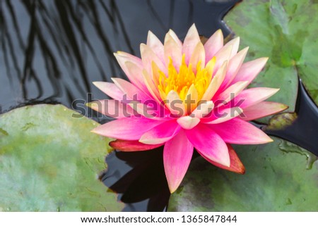 Lotus flower on water close up