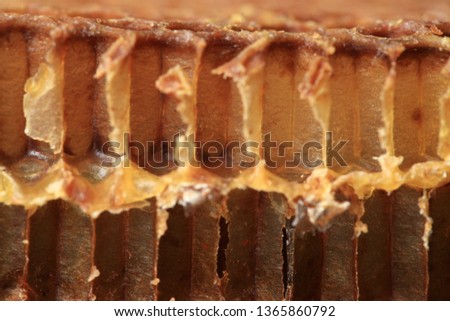 Cross-section through the interior of an old honeycomb. Visible shape and bottom of the bee cell