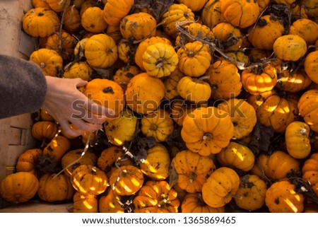 Pumpkin Patch Scene