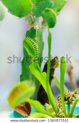Pitcher, Flytrap,carnivorous plants in the rain forest