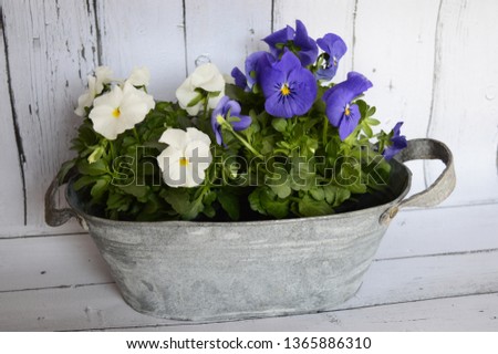 Closeup spring composition of  white and blue pansies in old silver metal pot with woody background Royalty-Free Stock Photo #1365886310