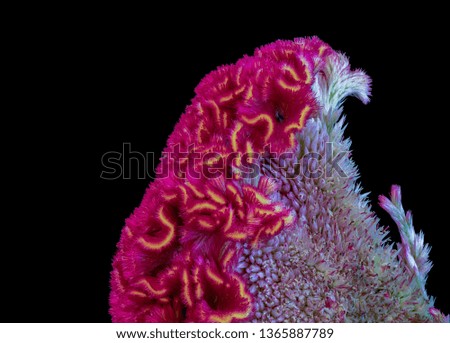 Floral vibrant colorful macro of parts of a celosia flower in red violet and yellow with detailed texture and structure, beautiful close-up of an unusual exotic blossom on black background