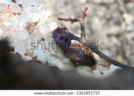 World turtles day little turtle spring photo with flowers floral background selective focus blurred background