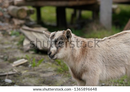 The cute goats playing in the countryside field of the China