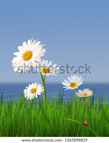 Daisys against background of the blue sky