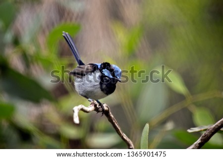 a small fairy wren sitting on a branch