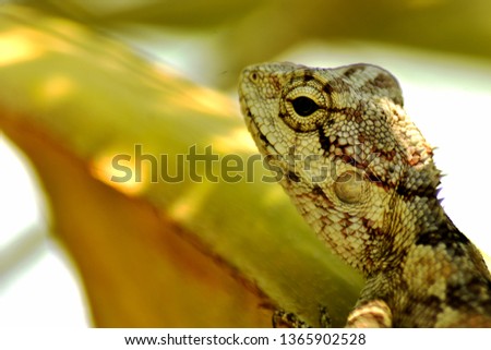 The chameleon has various skin colors, yellow-brown-black, hidden on the yellow leaves of palm trees in the park.