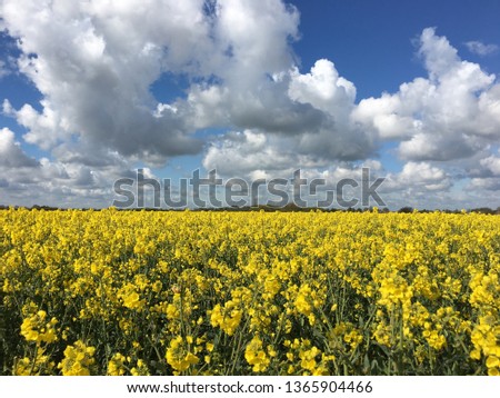 Oil Seed Field, Lincolnshire, UK