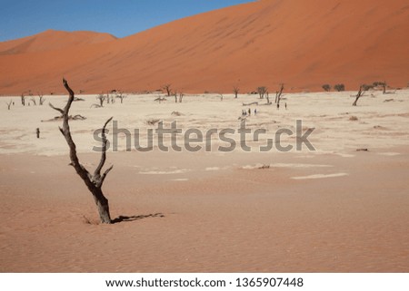 Sossusvlei is a salt and clay pan surrounded by high red dunes,  located in  namibia