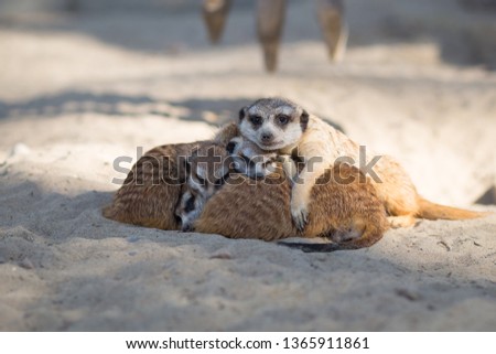 Cute meerkats in the sun