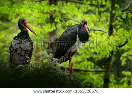 Pair black stork on the nest. Wildlife scene from nature. Bird Black Stork with red bill, Ciconia nigra, sitting on the nest in the forest. Animal spring nesting behavior in the forest. Royalty-Free Stock Photo #1365920576