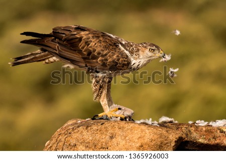 Amazin wild bonelli's eagle eating on a stone