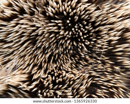 Texture of prickly hedgehog skin. A small animal with needles on its body. Hedgehog curled up in a ball. Protective needles in the animal.