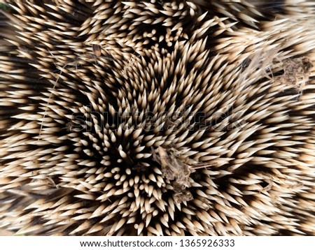 Texture of prickly hedgehog skin. A small animal with needles on its body. Hedgehog curled up in a ball. Protective needles in the animal.