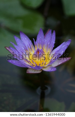 a beautiful and cute picture of a lotus flower