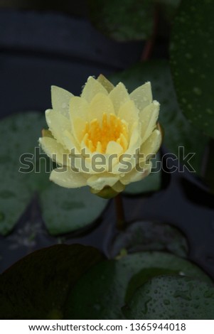 a beautiful and cute picture of a lotus flower