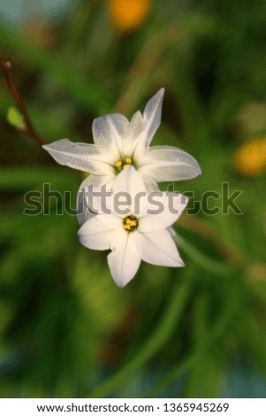 a cute little flower picture in white.