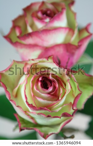 a perfect picture of a rose