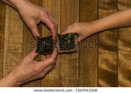 children and adults hands holding sprouts in peat pots