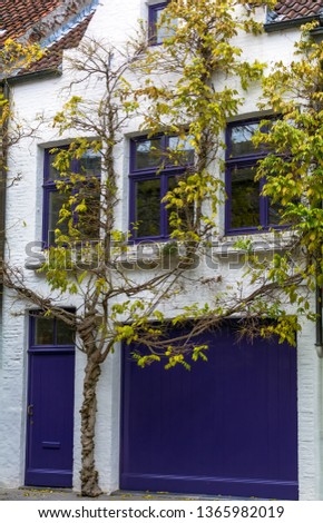 Impressing tree growing around sharply white medieval house with brightly navy blue windows, door and garage door found on one of the Bruges streets in Belgium.