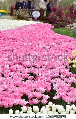 Toned picture of field of pink and yellow tulips outdoor in sunny day shallow depth of field. Vibrant Tulip Flower Blooms on Garden Bed, Spring Season Scene. Beautiful Bright Colorful Tulips