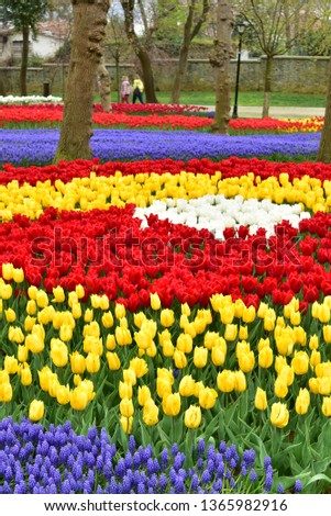Toned picture of field of pink and yellow tulips outdoor in sunny day shallow depth of field. Vibrant Tulip Flower Blooms on Garden Bed, Spring Season Scene. Beautiful Bright Colorful Tulips