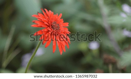this is Red Calendula officinalis with   neutral background