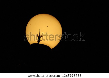 The lizard shadow is on a light bulb illuminating at night