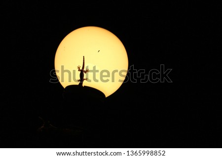 The lizard shadow is on a light bulb illuminating at night