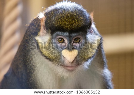 Closeup portrait of cute face of monkey looking at camera calmly. Funny white nose in shape of heart. Horizontal color photography. Royalty-Free Stock Photo #1366005152