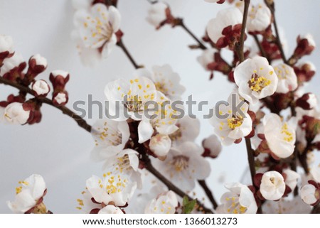 bouquet of cherry branches