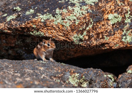 chipmunk on the rocks