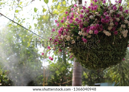 
The beauty of the flower pot hanging in the green nature garden, low pressure fogger