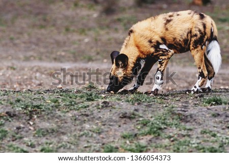 The spotted hyena