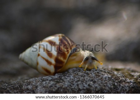 Wildlife Photography - The life of white snails in the wild. The shell pattern is not much different from other land slugs in Southeast Asia. This snail comes from Indonesia