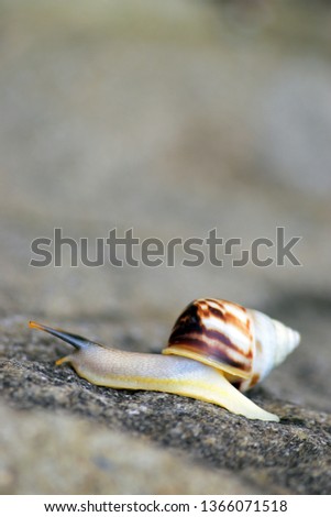 Wildlife Photography - The life of white snails in the wild. The shell pattern is not much different from other land slugs in Southeast Asia. This snail comes from Indonesia