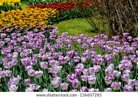 colorful tulips garden
