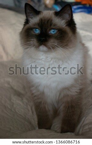 Cat portrait. Seal Mitted Ragdoll kitten. Soft fur, blue eyes. Cute and adorable kitty. Yellow background.