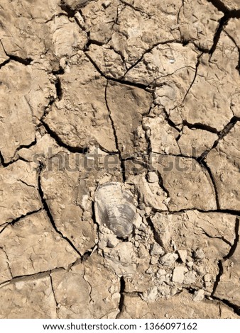Dry cracked clay surface of the earth. The texture of the dry clay with cracks. Dead sea shells pressed into the soil with faults.