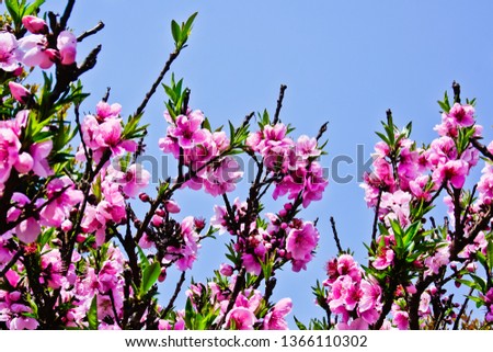 Blooming pink peach flower looking to blue sky inn anhui peach flower village Shanghai China 