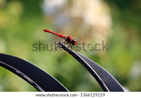 red dragonfly sits quietly on a leaf in the garden