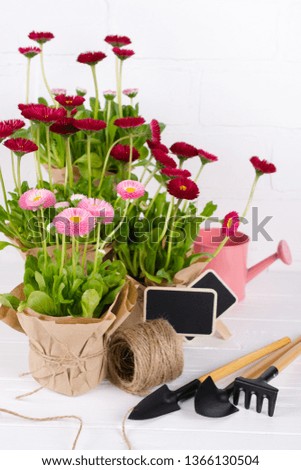 Spring Garden Works Concept. Gardening tools, flowers in pots and watering can on white table. 