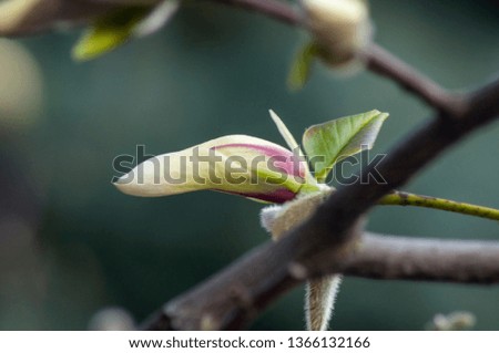 magnolia bud on a blurred background