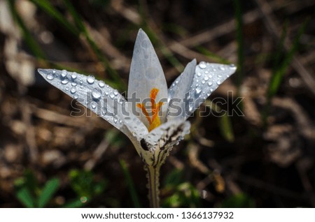 The first spring flowers. Crocus.